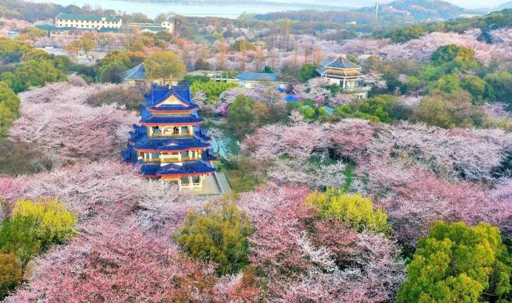  山東出發(fā)江蘇5日自駕路書：李中水上森林-瘦西湖-拈花灣-太湖-拙政園5日江南自駕游