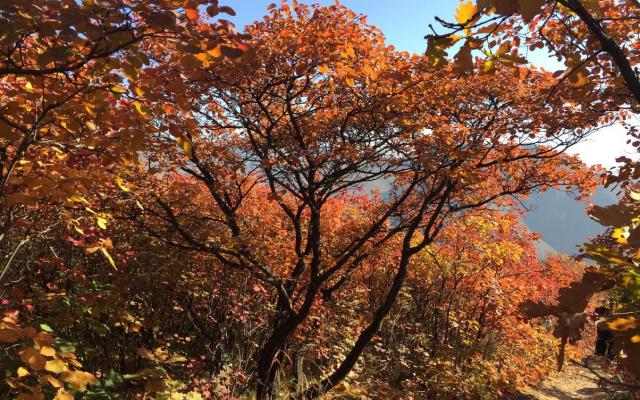 北京出發(fā)自駕坡峰嶺：賞紅幽嵐山、品清真牛頭、紅井秋色醉美斜陽自駕1日游