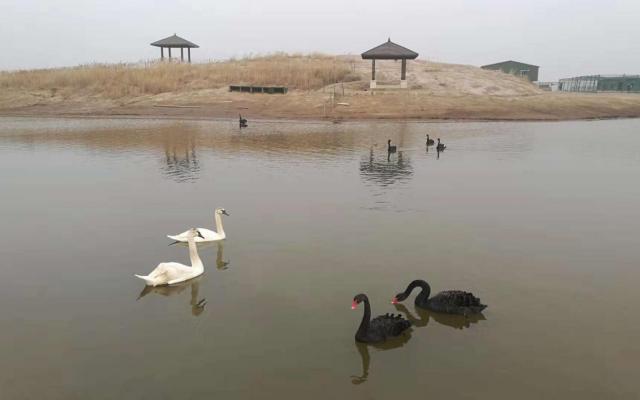 北京出發(fā)河北滄州2日自駕游：北塘古鎮(zhèn)、洋貨街、南大港濕地2日周末游