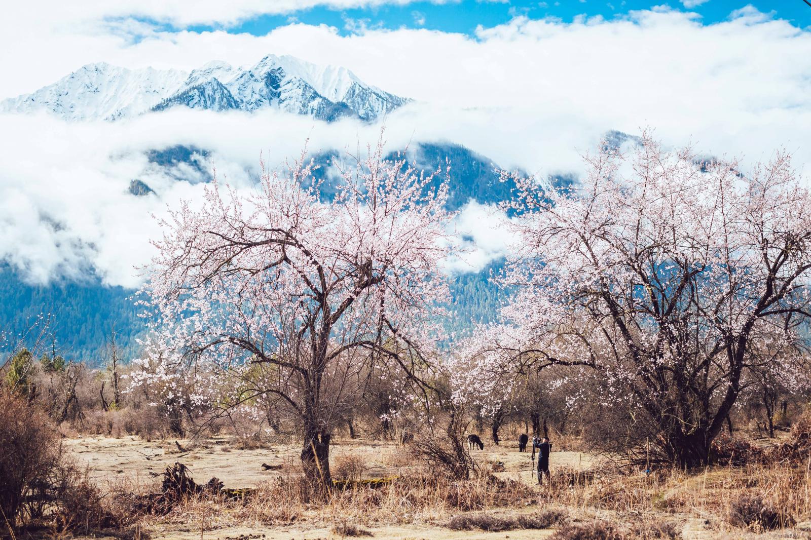 全國出發(fā)林芝集合5日攝影旅拍：桃花溝-古鄉(xiāng)湖-雅魯藏布江-索松村-嘎隆拉冰川-林芝5日落地自駕高端旅